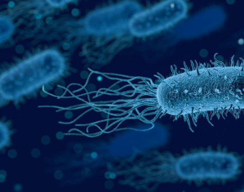 Bacteria, Micro particles 