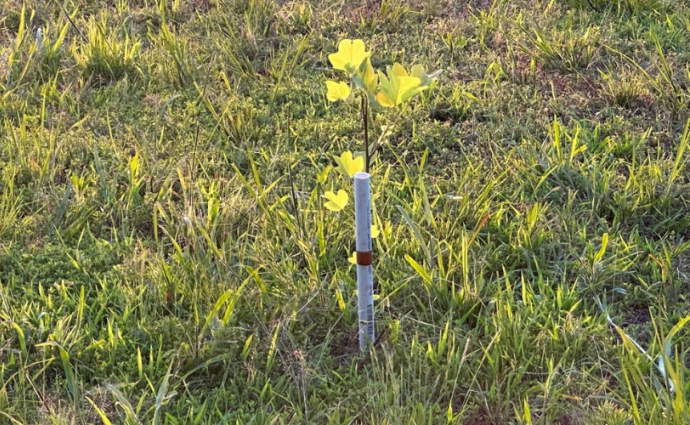 trees planted